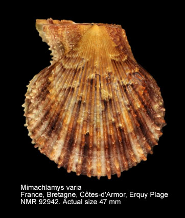Mimachlamys varia (21).jpg - Mimachlamys varia(Linnaeus,1758)